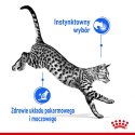 ROYAL CANIN FHN Indoor w galaretce - mokra karma dla kota dorosłego - 12x85 g