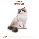 Karma Royal Canin FBN Ragdoll (2 kg )