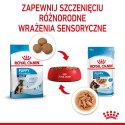 ROYAL CANIN SHN Maxi Puppy w sosie - mokra karma dla szczeniąt - 10x140 g