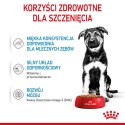 ROYAL CANIN SHN Maxi Puppy w sosie - mokra karma dla szczeniąt - 10x140 g