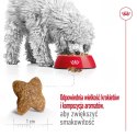 Royal Canin SHN Mini Adult 4kg