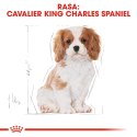 ROYAL CANIN BHN Cavalier King Charles Spaniel Puppy - sucha karma dla szczeniąt - 1,5 kg